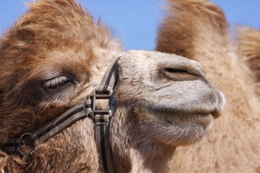 Camel close-up