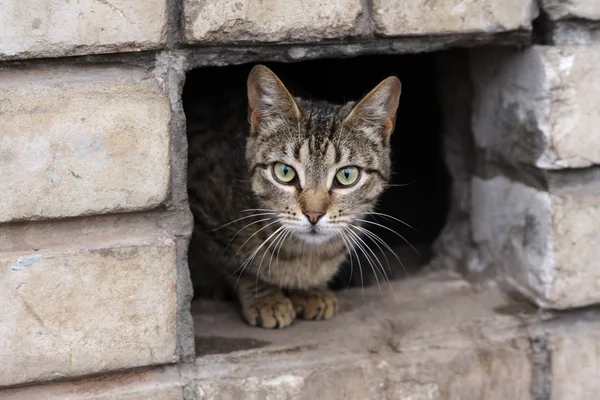 Портрет смугастого кота — стокове фото