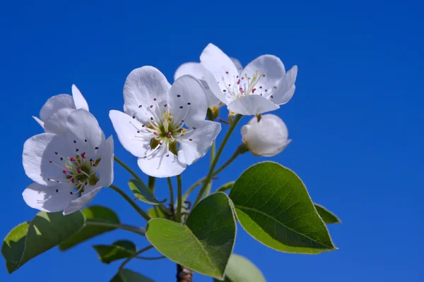 Цвітіння груші — стокове фото