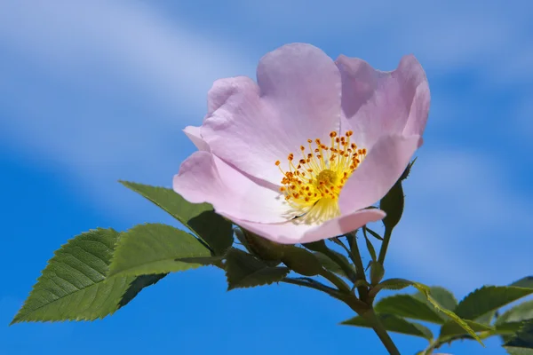 Flor de uma rosa brava — Fotografia de Stock