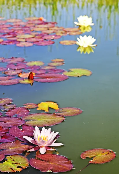 stock image Lotus flower