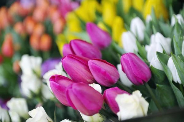 stock image Flower