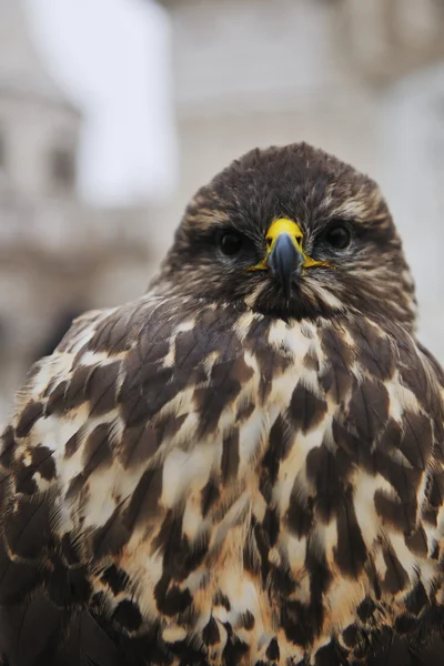 Αετός closeup πουλί — Φωτογραφία Αρχείου