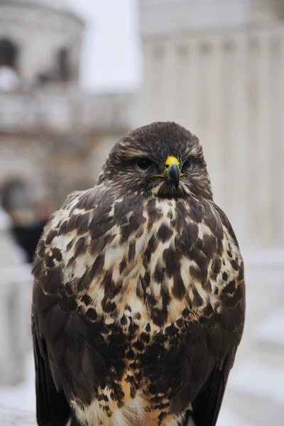Vahşi Şahin Kartal Kuş Portre Yırtıcı Vahşi Yaşam — Stok fotoğraf