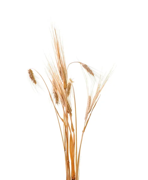 stock image Wheat plant isolated on white background representing agriculture concept