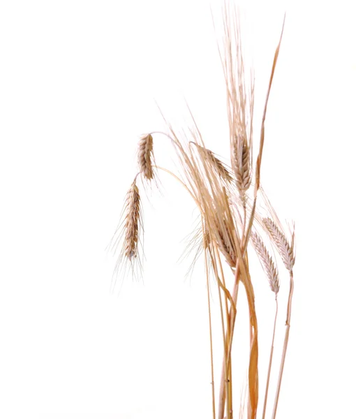 stock image Wheat plant isolated on white background representing agriculture concept