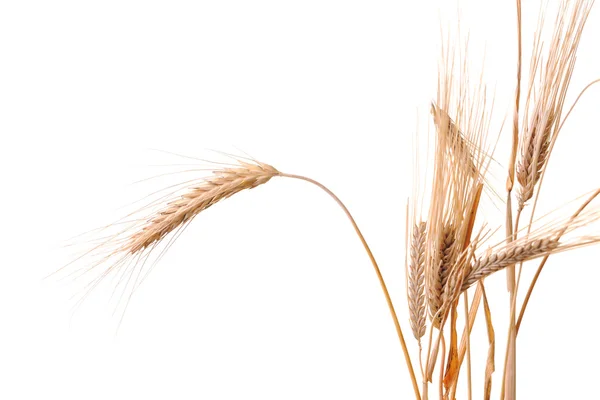 Stock image Fresh bread and wheat food group