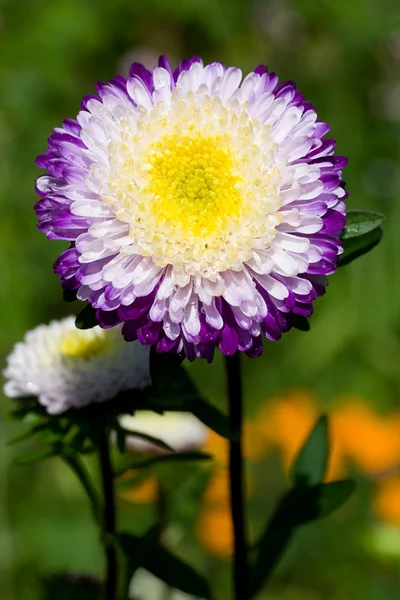 Purple-white asters on green grass — Stock Photo, Image