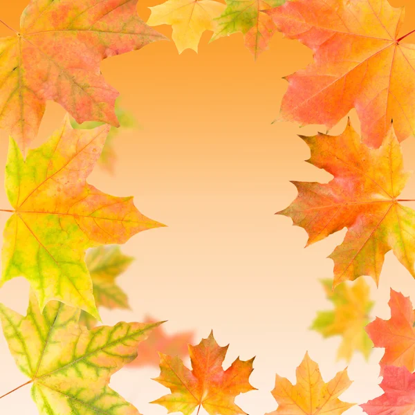 Hösten lönn löv bakgrund — Stockfoto