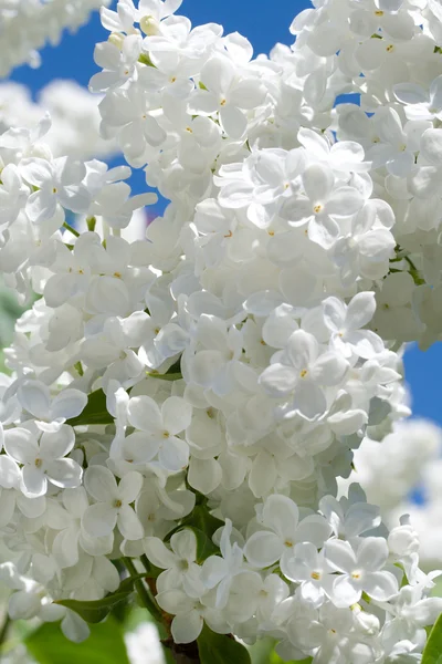 Branch of white lilac — Stock Photo, Image
