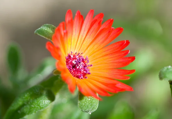Λουλούδι σε φόντο πράσινο γρασίδι — Φωτογραφία Αρχείου
