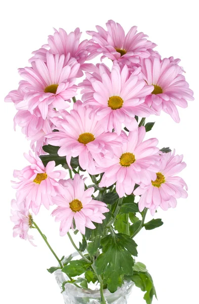 Ramo de flores de crisantemo rosa — Foto de Stock