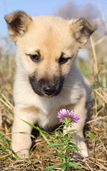 Filhote de cachorro cheirando flor rosa — Fotografia de Stock