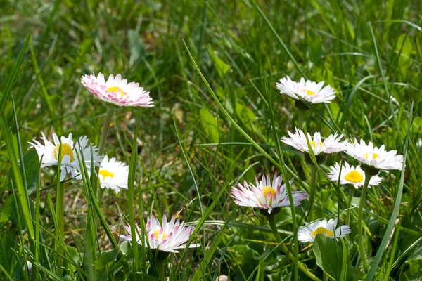 Spring daisies in a green grass — Stock Photo, Image
