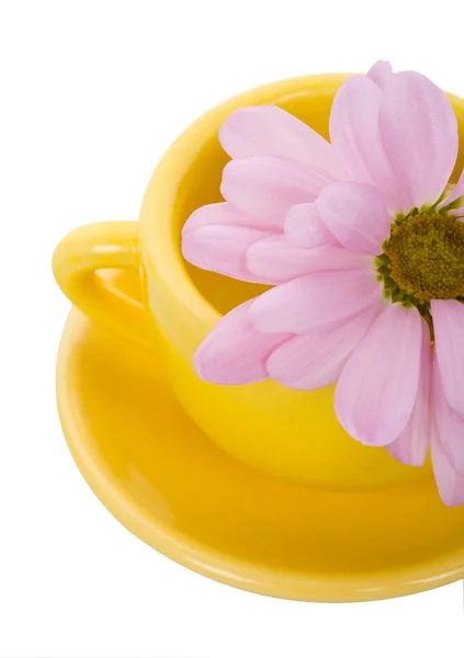 Žlutá pohár s chryzantéma — Stock fotografie