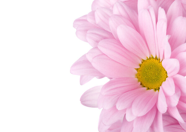 Close-up pink chrysanthemum flower, isolated on white