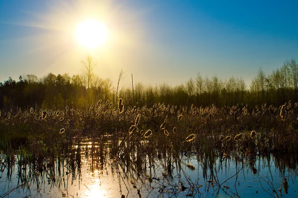 Sun over forest lake — Stock Photo, Image