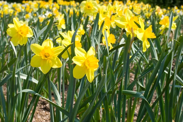 Narcissuses żółty — Zdjęcie stockowe