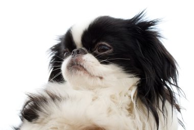 Head of japanese chin puppy clipart