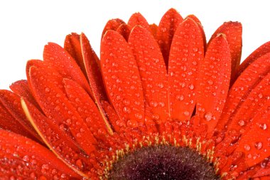 Kırmızı gerbera çiçek bir parçası