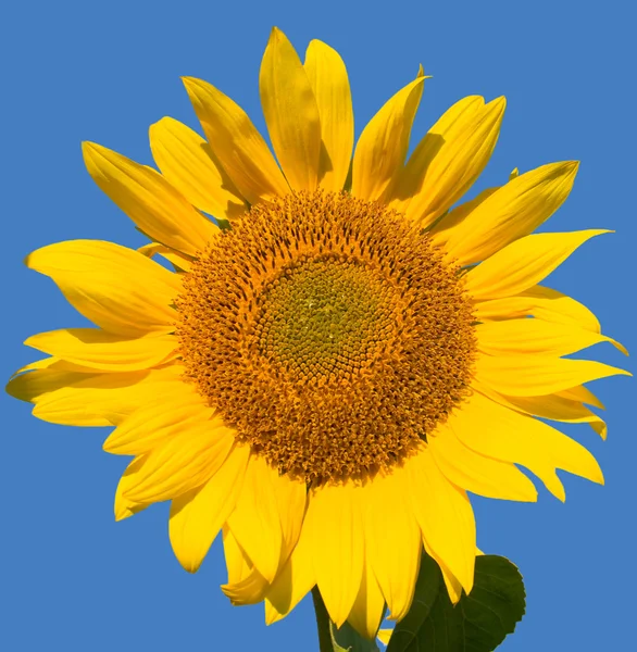 Olgun ayçiçeği — Stok fotoğraf