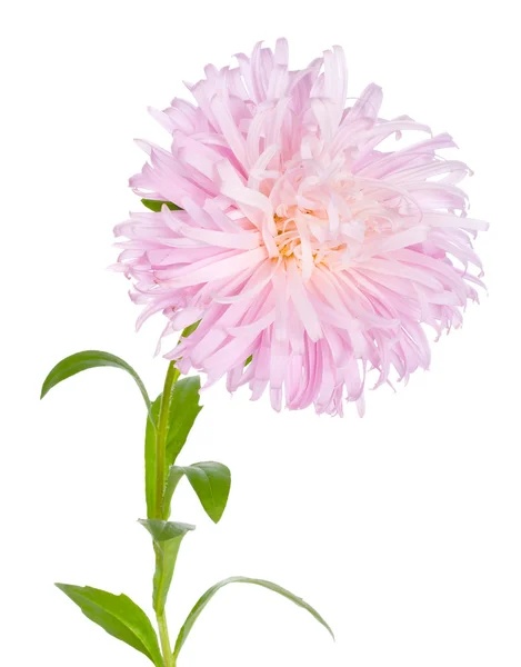 粉红色翠菊 — 图库照片