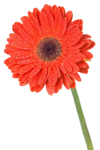 Kırmızı gerbera çiçek — Stok fotoğraf