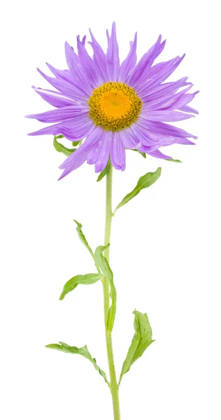 紫翠菊 — 图库照片