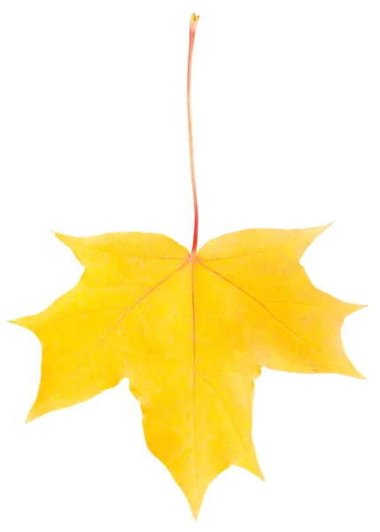 Rust fallen yellow maple leaf — Stock Photo, Image
