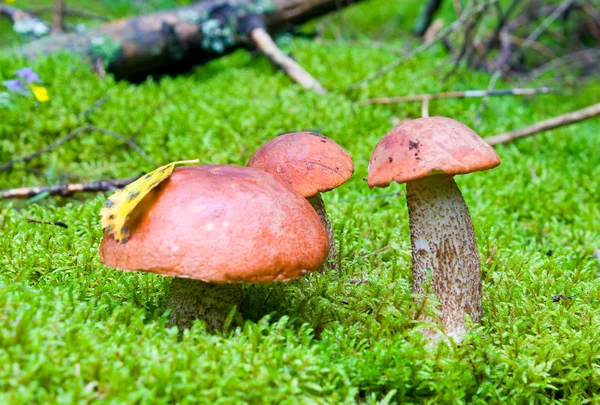 Três cogumelos de xícara de laranja — Fotografia de Stock