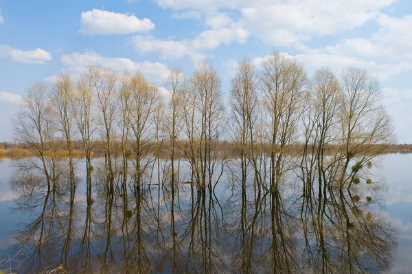 Trees in water-meadow — Stock Photo, Image
