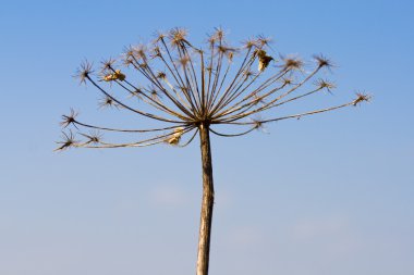 Dry angelica plant clipart