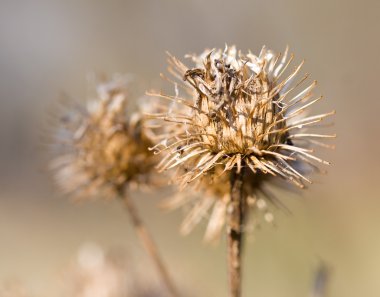 Kuru dulavratotu bush