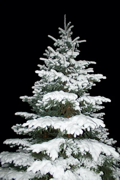FIR tree täckt med snö på natten — Stockfoto