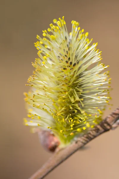 Blossoming bichano-salgueiro — Fotografia de Stock
