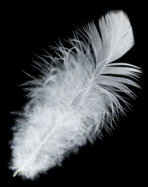 White feather on black background — Stock Photo, Image