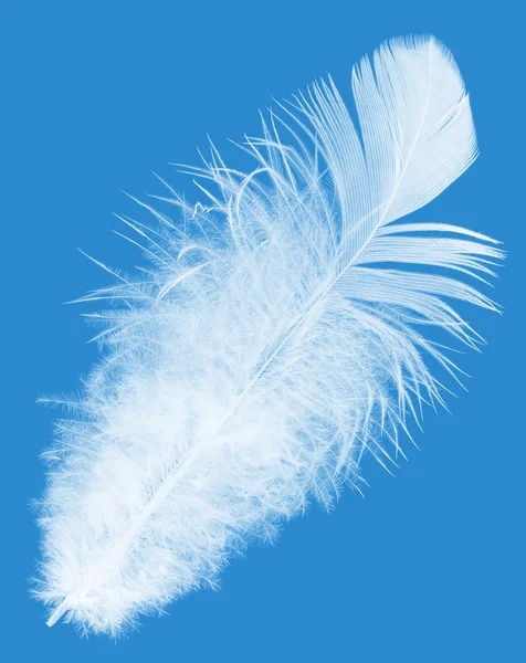 蓝色背景的白色羽毛 — 图库照片