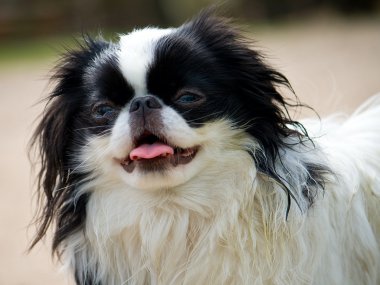 Portrait of japanese chin puppy clipart