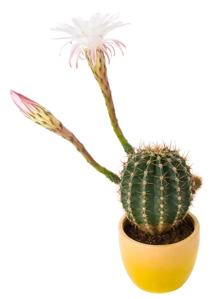 Цветущий кактус с белыми цветами — стоковое фото
