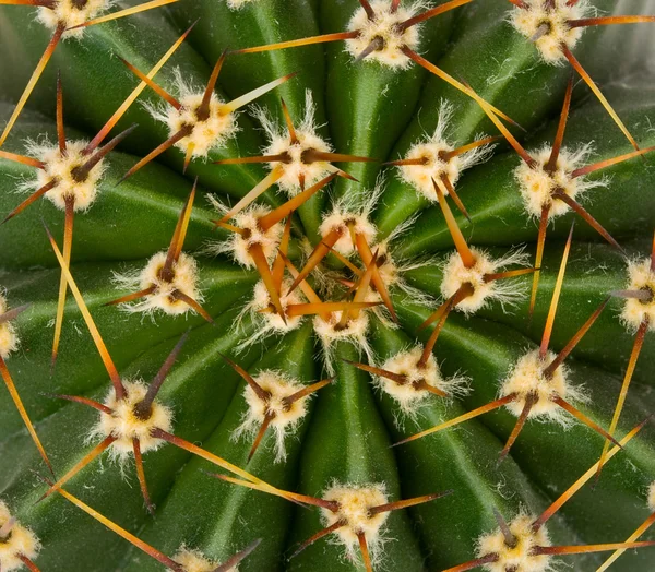 Cactus texture view from above — Stock Photo, Image