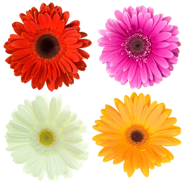 Conjunto de flores de gerbera — Fotografia de Stock