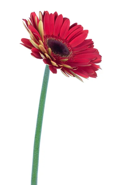 Única flor de gerbera vermelha — Fotografia de Stock