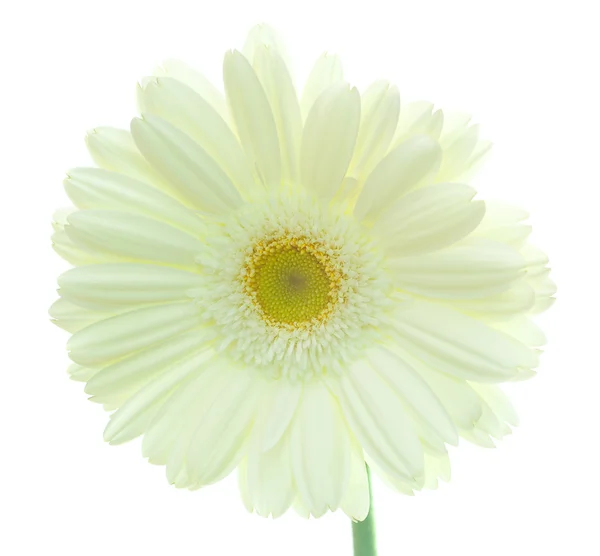 白いガーベラの花 — ストック写真