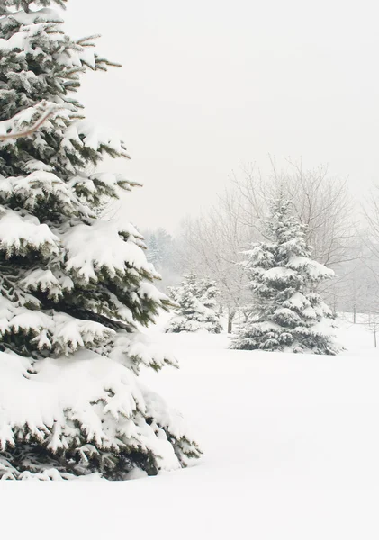 겨울 전나무 나무 — 스톡 사진