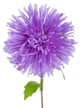 Menekşe aster çiçek