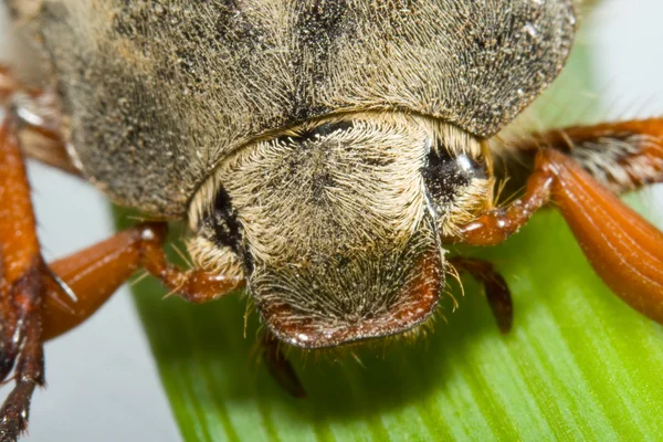 May-bug strisciante su lama isolata — Foto Stock