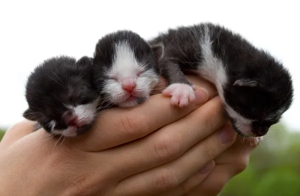 Tre nyfödda kattungar i händer — Stockfoto