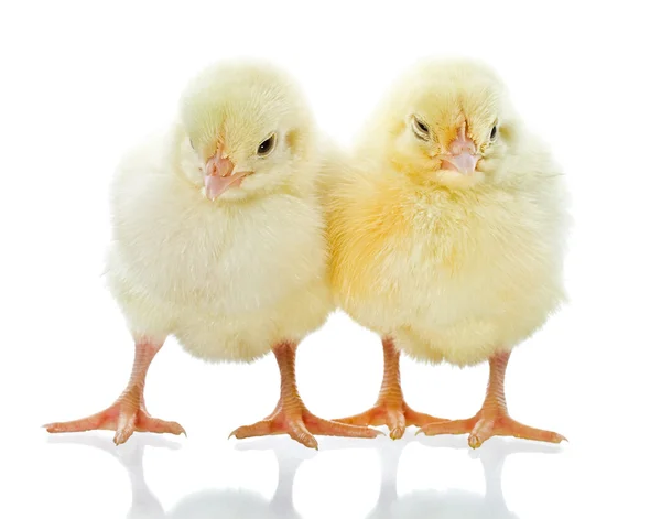 Дві жовті курчат — стокове фото