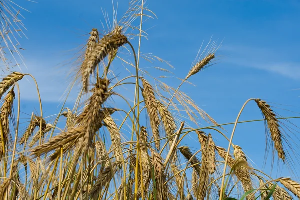 Viele Weizenähren — Stockfoto