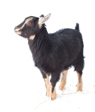 Kid goat clipart